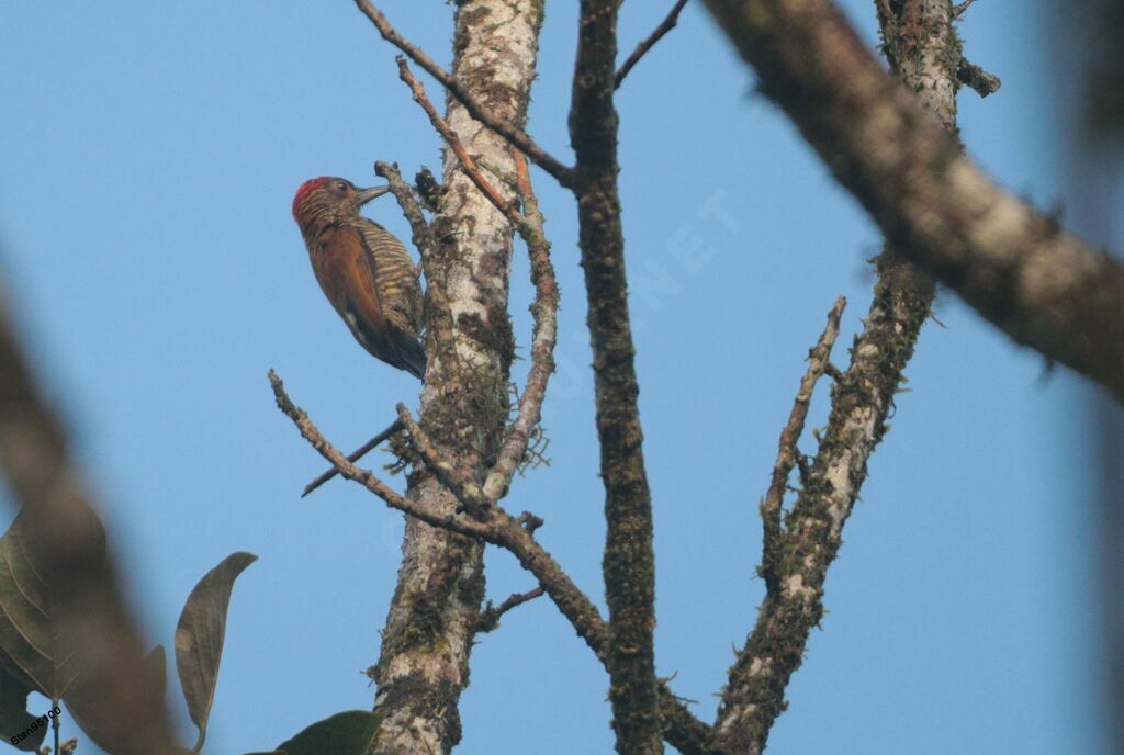 Red-rumped Woodpeckeradult breeding