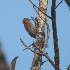 Pic à croupion rouge