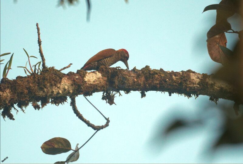 Red-rumped Woodpecker male adult breeding, eats