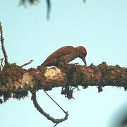 Red-rumped Woodpecker