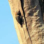 Golden-fronted Woodpecker