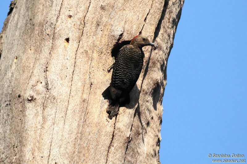 Golden-fronted Woodpeckeradult breeding, Reproduction-nesting