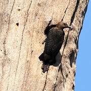 Golden-fronted Woodpecker