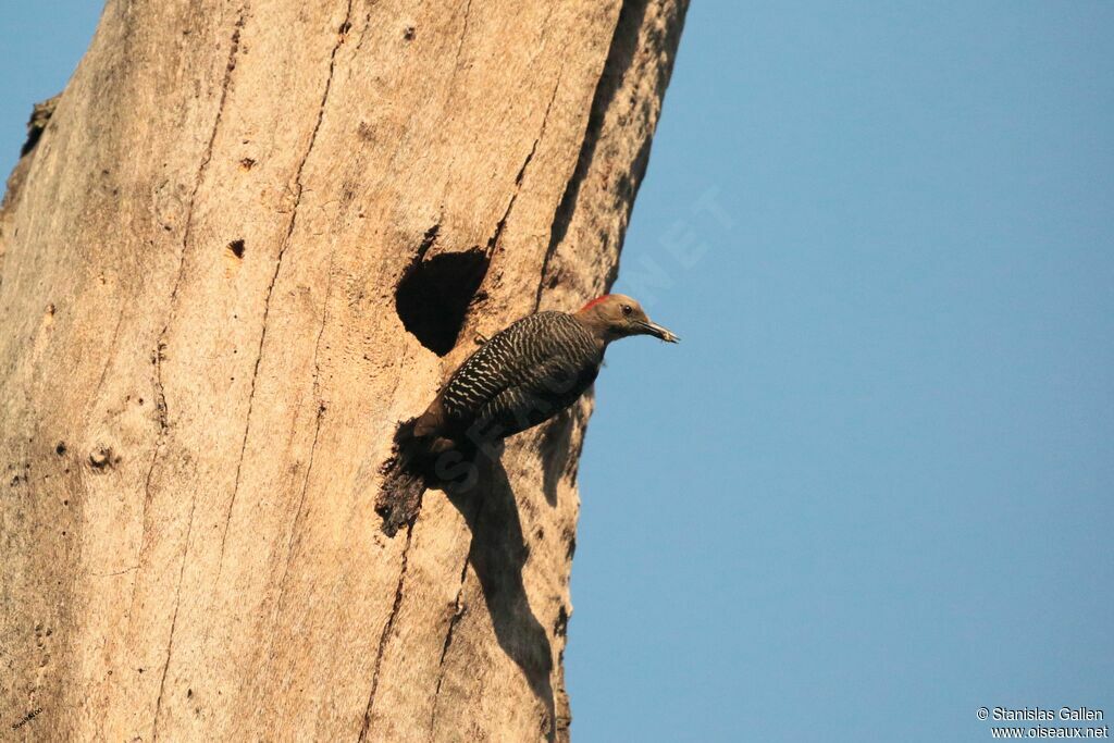 Golden-fronted Woodpecker female adult breeding, Reproduction-nesting