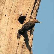 Golden-fronted Woodpecker