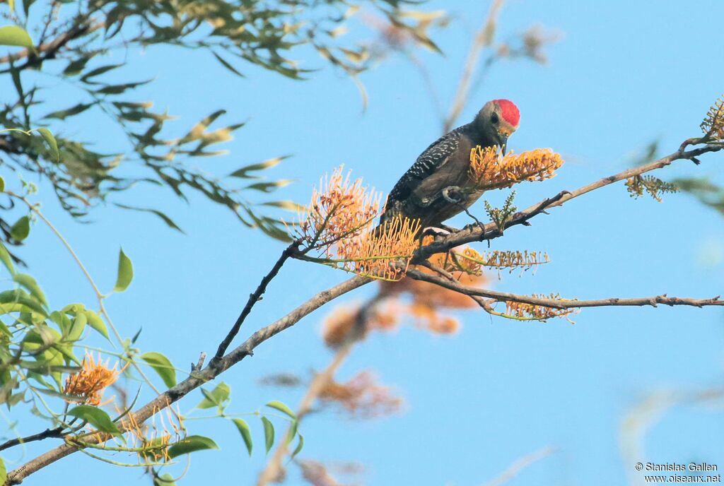 Golden-fronted Woodpecker male adult breeding