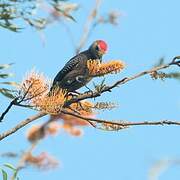 Golden-fronted Woodpecker