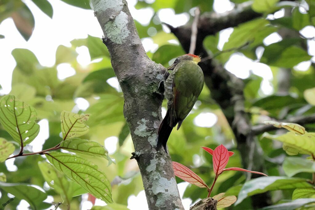 Lesser Yellownape female adult