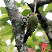 Lesser Yellownape