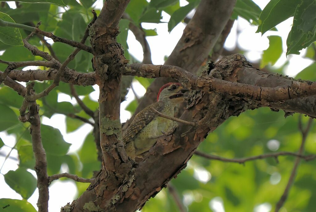 Fine-spotted Woodpeckerjuvenile