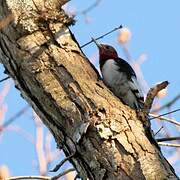 Red-headed Woodpecker