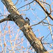 Red-headed Woodpecker