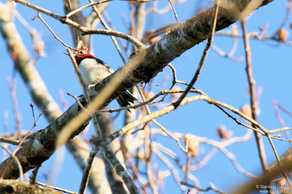 Red-headed Woodpeckeradult