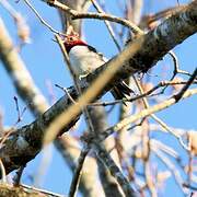 Red-headed Woodpecker