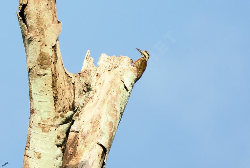 Fire-bellied Woodpeckeradult