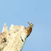 Fire-bellied Woodpecker