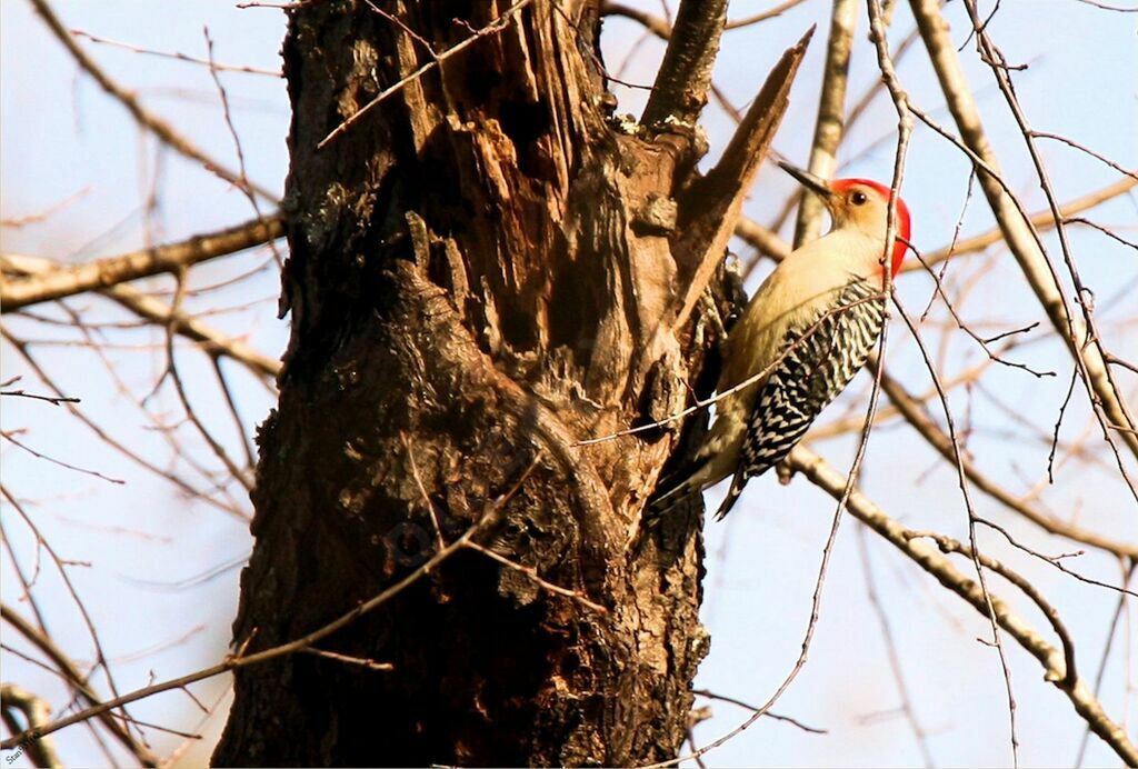 Red-bellied Woodpecker