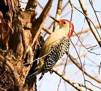 Red-bellied Woodpecker