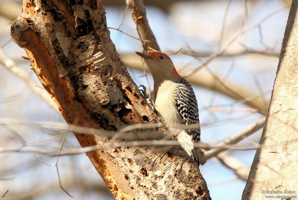 Red-bellied Woodpecker male adult