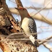 Red-bellied Woodpecker