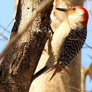 Red-bellied Woodpecker