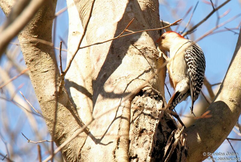 Red-bellied Woodpecker male adult, eats