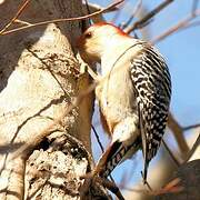 Red-bellied Woodpecker