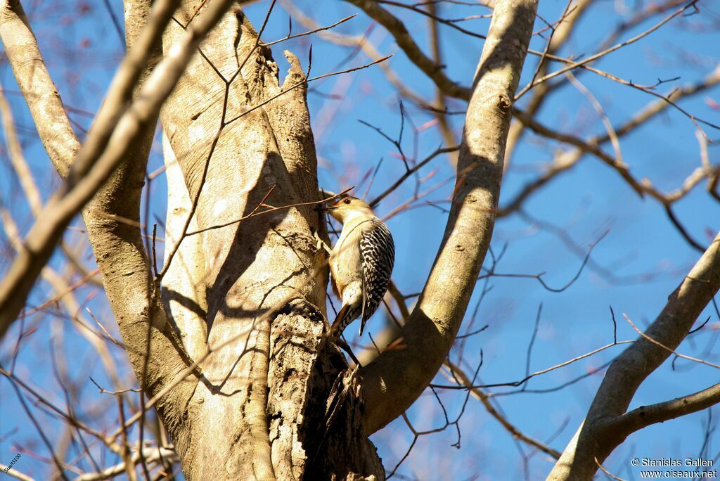 Red-bellied Woodpecker