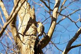 Red-bellied Woodpecker