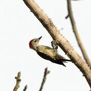 Cardinal Woodpecker