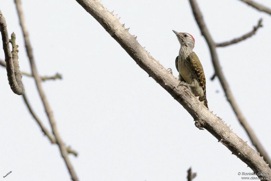 Cardinal Woodpecker male