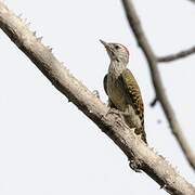 Cardinal Woodpecker