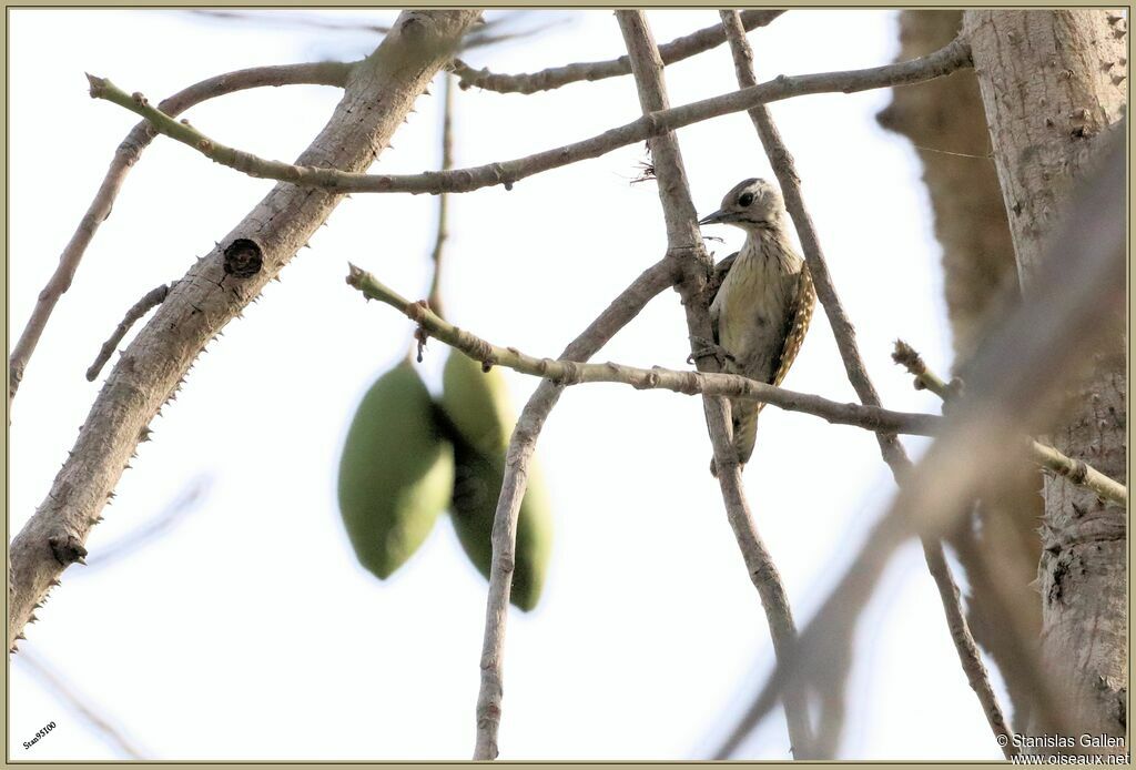 Cardinal Woodpecker female adult