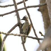 Cardinal Woodpecker