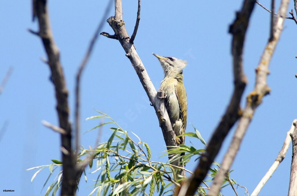 Grey-headed Woodpecker