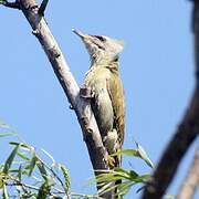 Grey-headed Woodpecker