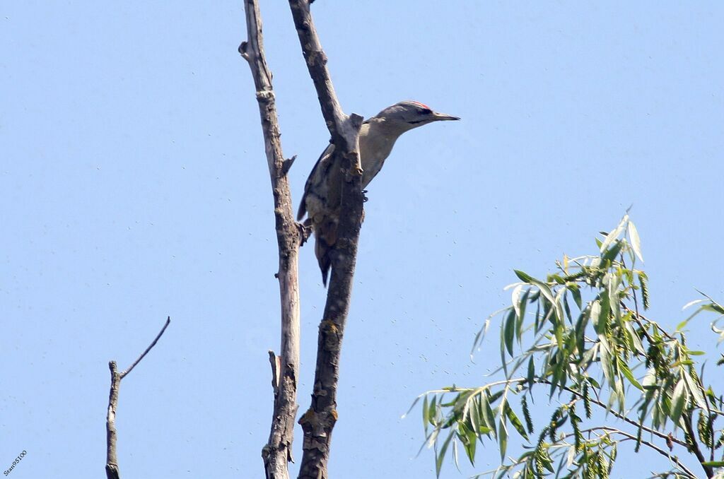 Grey-headed Woodpecker