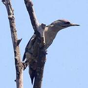 Grey-headed Woodpecker