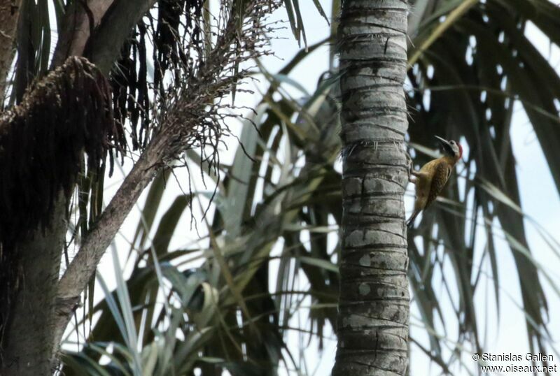 Spot-breasted Woodpeckeradult