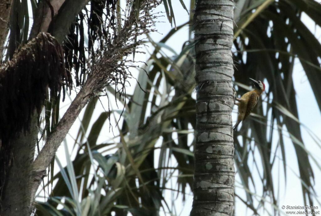 Spot-breasted Woodpeckeradult