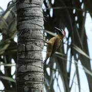 Spot-breasted Woodpecker