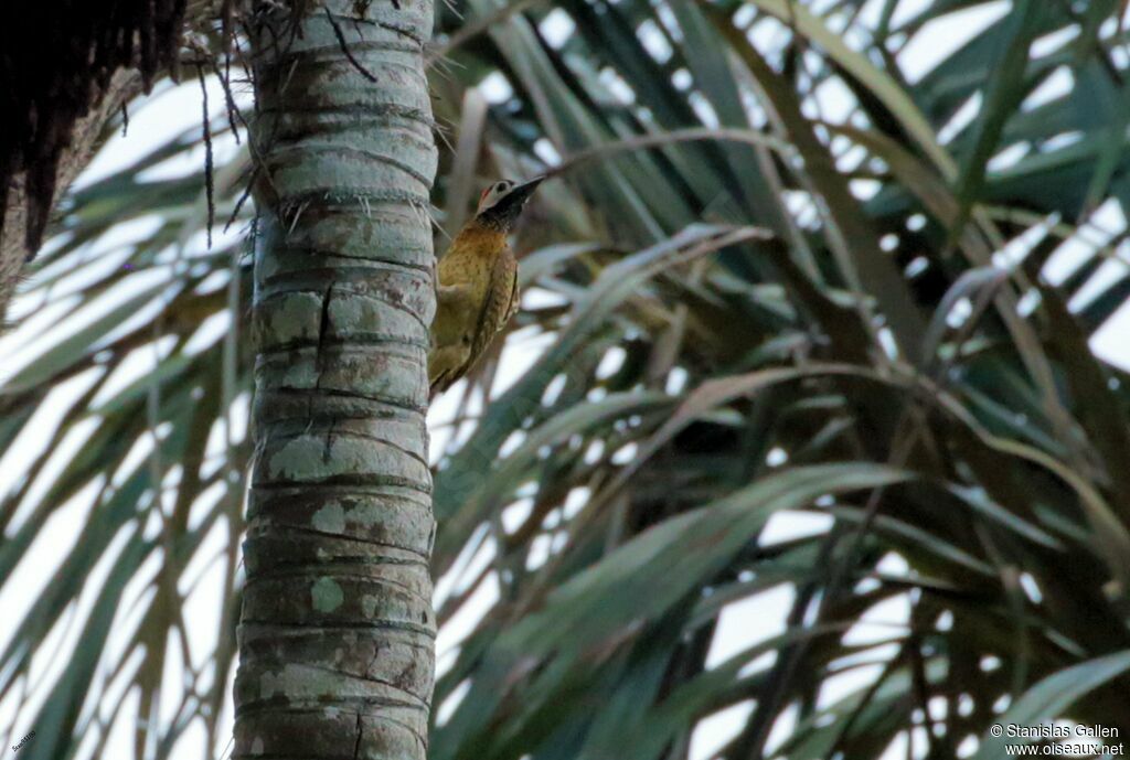 Spot-breasted Woodpeckeradult