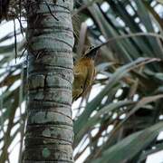 Spot-breasted Woodpecker