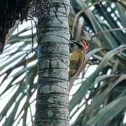 Spot-breasted Woodpecker