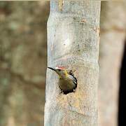 Hoffmann's Woodpecker