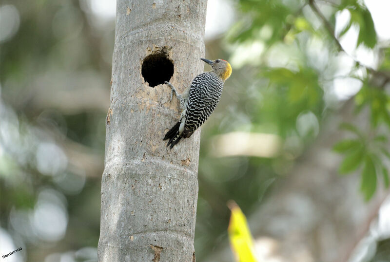 Hoffmann's Woodpecker male adult breeding, habitat, Reproduction-nesting