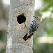 Hoffmann's Woodpecker