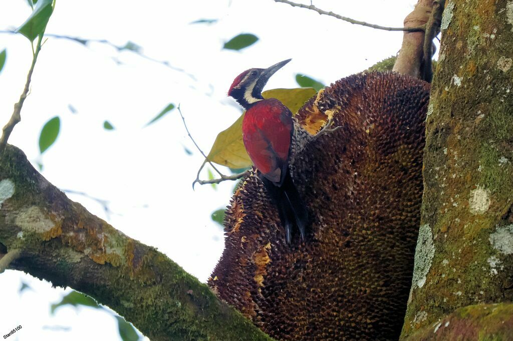 Red-backed Flameback, eats