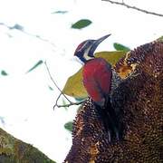 Red-backed Flameback