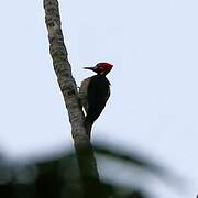 Crimson-crested Woodpecker